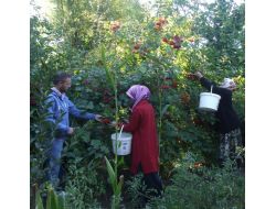 Develi’de Girabolu Meyvesinin Hasadına Başlandı