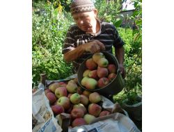 Antalya'da Elma Kalitesine Göre 1 İle 1,5 Liradan Alıcı Buluyor