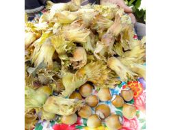 Erciyes Dağı’nın Eteklerinde Fındık Yetiştirildi