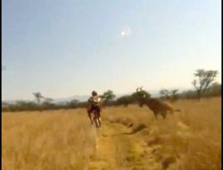 Kırmızı İnek Antilobu Hareket Halindeki Dağ Bisikletçisini Boynuzladı