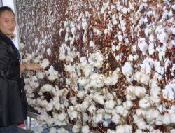 Özbekistan Geleneksel Pamuk Fuarı Taşkent’te Açıldı