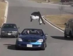 Çılgın İsveçli, Hayatı Pahasına Arabaların Üzerinden Atlıyor