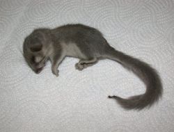 Bu Kemirgen Türü 11 Milyon Yıl Sonra İkinci Kez Görüldü