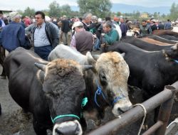 Kurbanlıklar Hayvan Pazarına İnmeye Başladı