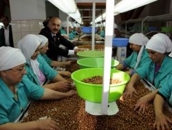 Fındık İhracatında 30 Yılın Rekoru Kırıldı