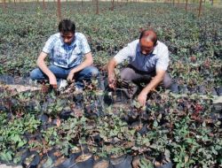 Terör Mağduru Köyler Fıstıkla Kalkınacak