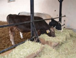 Datae, Damızlık Hayvan Satacak