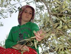 AKHİSAR'DA HASAT BAŞLADI