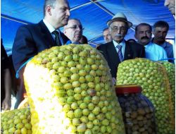 Zeytin Festivali'nde Barış Mesajı