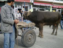 10 Bin Liralık Kurbanlık Tosun İlgi Çekti