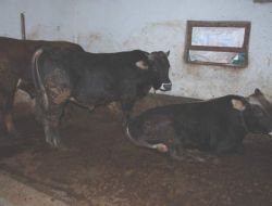 Yozgat’tan Büyük İllere 26 Bin Kurbanlık Hayvan Sevki Yapılacak