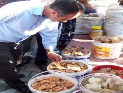 Ayvalık'ta Çam Mantarı Satışı Yasaklandı