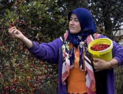 Eskişehir’de Yabani Meyvelerle Karışık Ormanlar Kurulacak