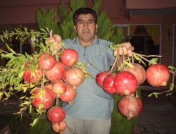 Manavgat'ta Nar Yetiştiriciliğine İlgi Her Geçen Gün Artıyor