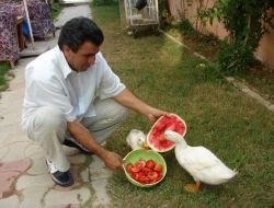 Tavuk Ve Kaz Gübresi İle 650 Gram Ağırlığında Patlıcan Yetiştirdi