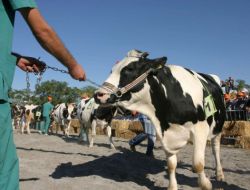 Adana'nın En Güzel İneğini Seçtiler
