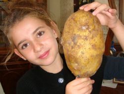 Kafa Kadar Büyük 1,3 Kilogramlık Patates Şaşırtıyor