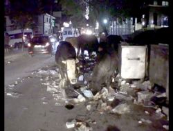 Çöpten Beslenen Kurbanlıklar, Görenleri Hayrete Düşürüyor