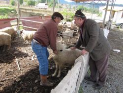 Kurbanlıklar Satış Yerinde Uygun Fiyatta, Maliyeti Taşıma Artırıyor