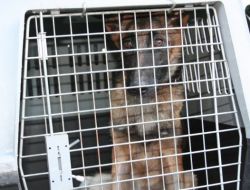 Zonguldak'tan 9 Kişilik Arama-kurtarma Ekibi Van’a Gönderildi