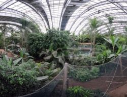 'Zararlı' Böceği 'Yararlı' Böcekle Yendiler