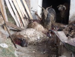 Olur’da Ayılar 10 Koyunu Telef Etti