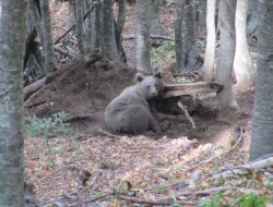 Uludağ Eteklerinde Tuzağa Düşürülen Ayı Operasyonla Kurtarıldı