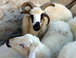 Erzincan'da 4 Boynuzlu Kurbanlık Koç, Görenleri Şaşırtıyor