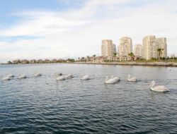 Karşıyaka Belediyesi Pelikanlar İçin Denize Dinlenme Platformları Yerleştirdi