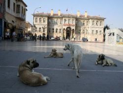 Konya'da Başıboş Köpekler Valiliğin Önünü Mesken Tuttu