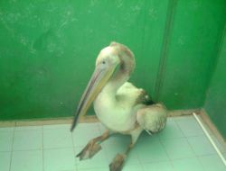 Yaralı Pelikan Tedavi Edildi