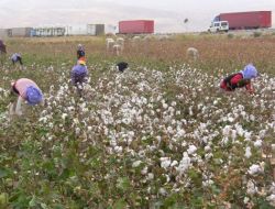 Sınırın Sıfır Noktasında Pamuk Hasadı