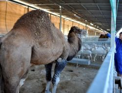 Arap Elçilikleri İstedi, Aydın'dan Ankara'ya Kurbanlık Deve Getirdi