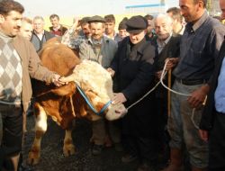 Bağcılar’a Kurbanlıklar Gelmeye Başladı