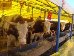 Bayrama Bir Hafta Kala Kurban Pazarları Hareketlendi