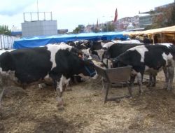 Kurbanlık Pazarında Haftasonu Hareketliliği