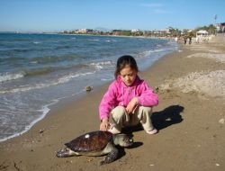 Tark, 25 Deniz Kaplumbağası Yavrusunu Evlat Edindi