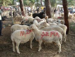 Kurban Edilecek Küçükbaş Hayvan1, Büyükbaş 2 Yaşında Olmalı