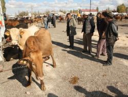 Kars’ta Kurbanlık Satışları Başladı