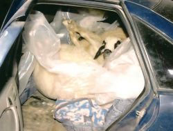 Bir Otomobilden 9 Koyun Çıktı