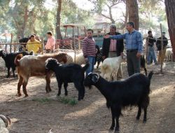 Kurbanlıklar Geçen Yıla Göre Fiyatlarını Koruyor