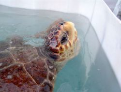 Gökçeada İsimli Kaplumbağa Sağlıklı Çıktı