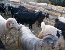 Nallıhan'da Kurban Pazarı Durgun