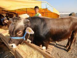 İzmir Kurban Bayramı'na Hazırlanıyor