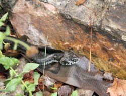 Çöl Ötleğeni Ve Hemşin Yılanı İlk Kez Zonguldak’ta Görüntülendi
