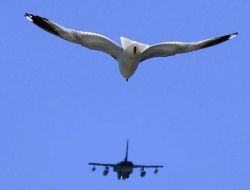 Kuşlar Uçaklara En Çok Abd’de Çarpıyor