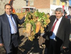 Deneme Amaçlı Üretilen Hayvan Pancarında Hasat Başladı