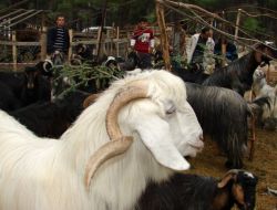 Manavgat'ta Kurbanlıklar 2 Noktada Kontrol Ediliyor