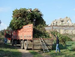 Manavgat'ın Köyleri, Koruma Altına Alınan 'defne' İle Kalkınacak