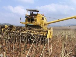 Osmaniye’de Yağlık Ayçiçeği Alanı 28 Kat Arttı